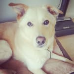 Milo - @milosampson1 - Instagram