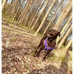 Milo Sampson 🐾🦴 - @milothebrindle - Instagram
