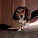 Milo Sampson-Corinne Woody - @prince_milothegreat - Instagram