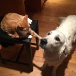 Milo and Piper - @miloandpiper_schrader - Instagram