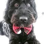 Milo - The Rescue - @milo_sharpe - Instagram