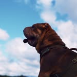 Milo - @_milothesharpei - Instagram