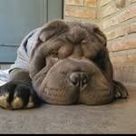 Milo El Sharpei - @sharpeimilo - Instagram
