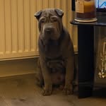 Milo - @milo.sharpei - Instagram