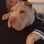 Milo - @milo_sharpei1 - Instagram