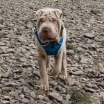 Milo - @milo_sharpei - Instagram