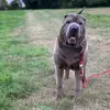 Milo - @milosharpei - TikTok