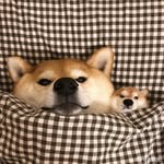 Milo Sharp - @milo_sharp - Instagram