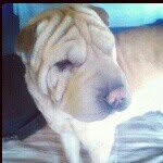 Milo Sharpei - @milosharpei - Instagram