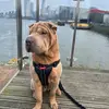 milo_sharpei - @milo_sharpei - TikTok