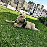 Milo_sharpei - @milo.camilo_2018 - Instagram
