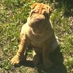 Milo_the_bread_roll - @milo_sharpei11 - Instagram
