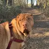 Milo The Sharpei - @sharpeimilo - TikTok
