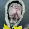 Milo_theSharPei - @milo_thesharpei - TikTok