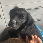 Milo🐾 - @milo_simonson - Instagram