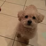 Milo Simon - @milobarks - Instagram