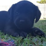 Milo Simon - @milothelabrador_gc - Instagram