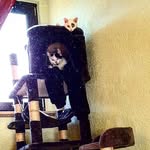 Milo&Simon - @mycrazyfluffs - Instagram