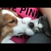 Simon 🐱 Milo🐶 - @milo_and_simon - TikTok