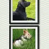Dog Snyder & Milo - @dog_snyder_und_milo - TikTok