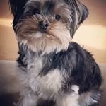 Milo snyder - @milothemorkie2 - Instagram