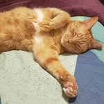 Milo Snyder (Meelo) - @secretmeelo - Instagram