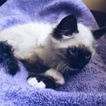 🐱 milo stevens 🐱 - @koolkatmilo - Instagram