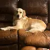 🐶 Milo Stevens 🐶 - @milo4tiktok - TikTok