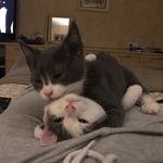 Gracie & Milo Stevens - @milo_gracie_stevens - Instagram