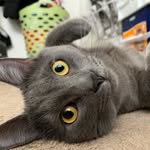 milo💛 - @milo.stevenson - Instagram
