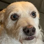 Milo Paws Stevens - @_milo_stevens_ - Instagram