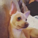Milo Stevens - @milo.achihuahuastory - Instagram