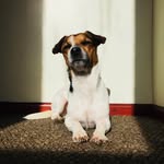 Milo Stevens - @milostevens5 - Instagram