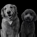 Trooper and Milo Stevens - @bamabuddies_milotrooper - Instagram