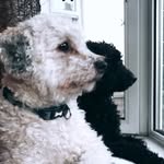 Milo & Todd - @miloandtodd - Instagram