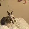 Milo and Todd - @miloandtodd - TikTok