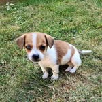 Milo🐾 - @milo_todd_ - Instagram