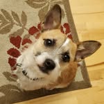 Milo Reese Todd - @milo.is.on.the.move - Instagram
