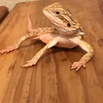 Milo Todd - @milo.the.beardie - Instagram