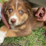 Milo - @milo.tranquilo - Instagram
