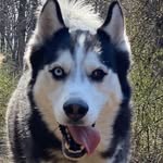 Milo Tran - @milotranthehusky - Instagram