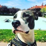 @milo_trankilo - Instagram