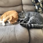 Pika And Milo Warren - @pika.and.milo - Instagram