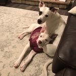 Milo & Winter - @milo_and_winter - Instagram
