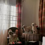 Milo, Dutch, Raisin and Winter! - @milodutchraisinwinter - Instagram