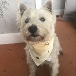 Milo Winter - @milothewestiee_ - Instagram