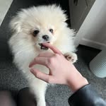 @milowinter_the_pom - Instagram