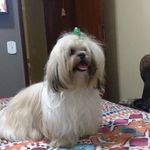 Milton Varella - @milton_abel_varella - Instagram