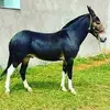 miltonaponte83@gmail.com - @miltonaponte611 - TikTok