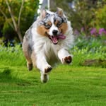 Milton_berger_australien - @berger_australien_milton - Instagram